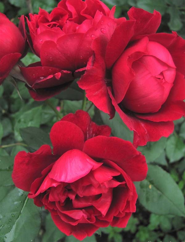 Французские розы Guillot
